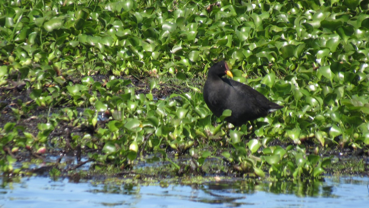 Red-fronted Coot - Luis  Weymar Junior