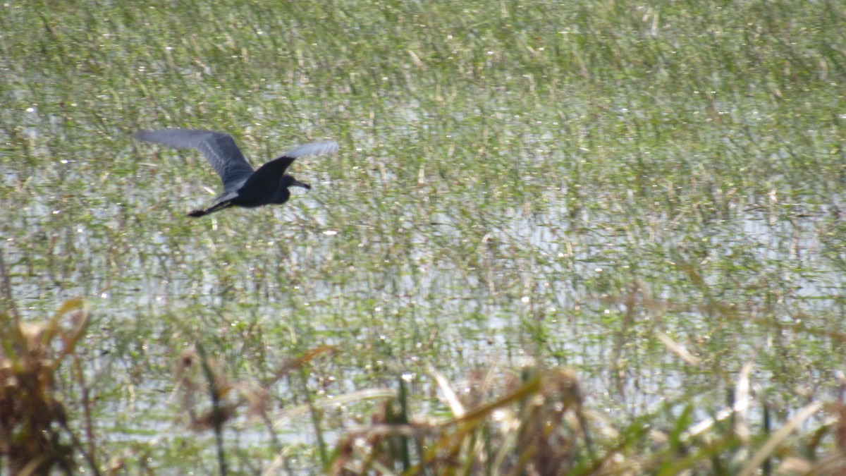 Little Blue Heron - ML188339771