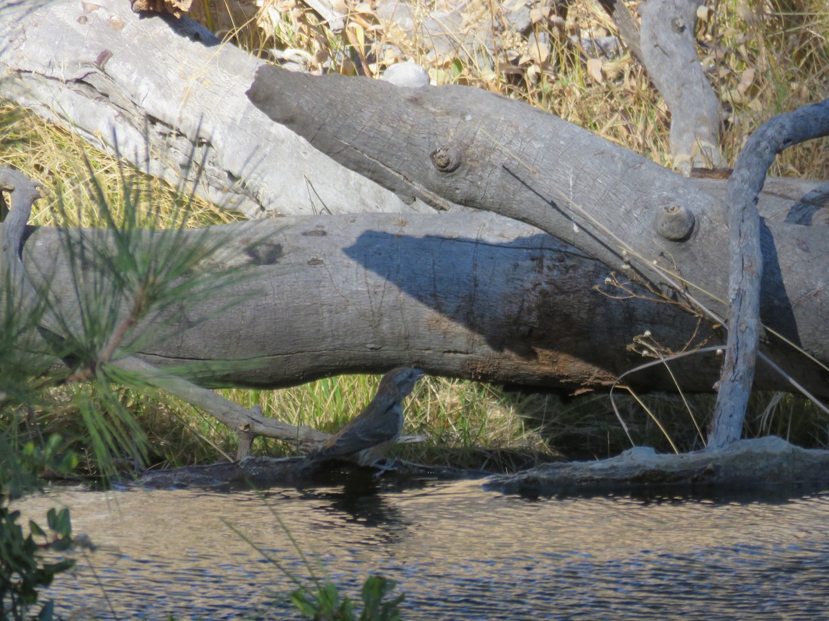 Red Crossbill - ML188340021