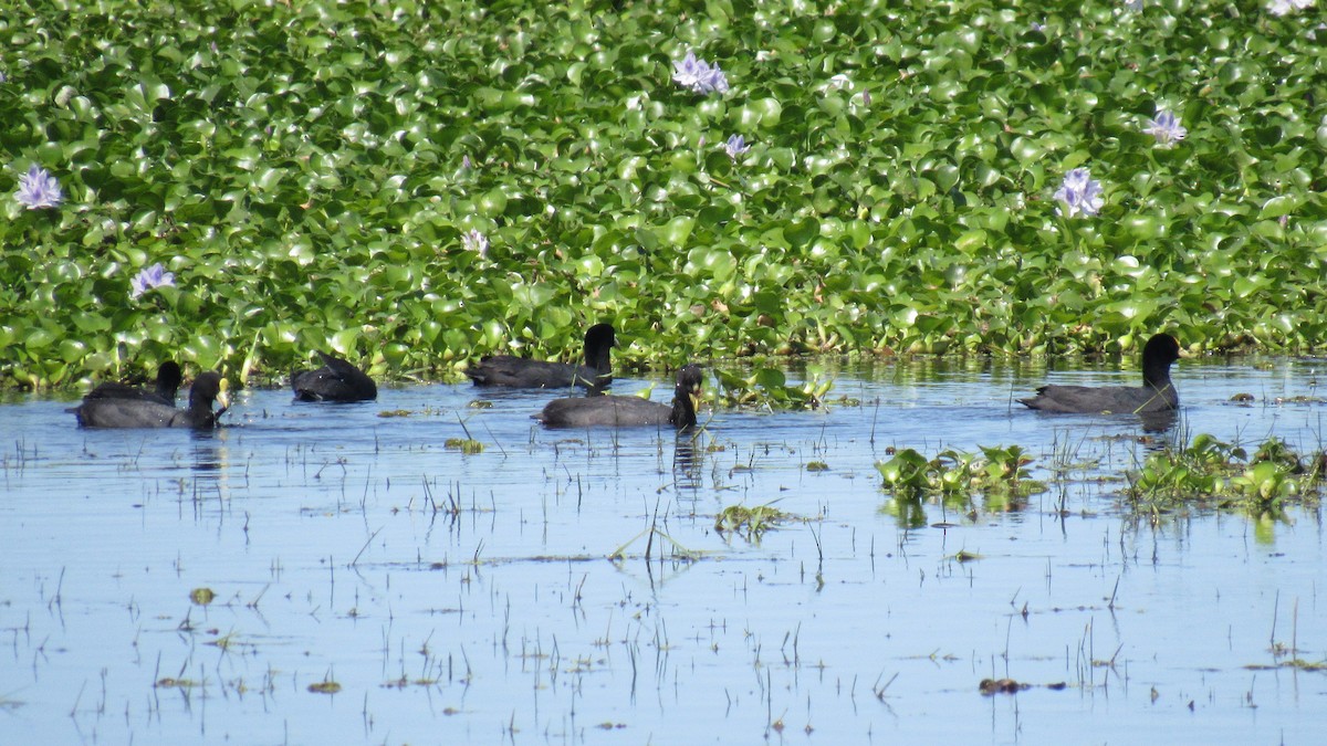 Red-gartered Coot - ML188340101