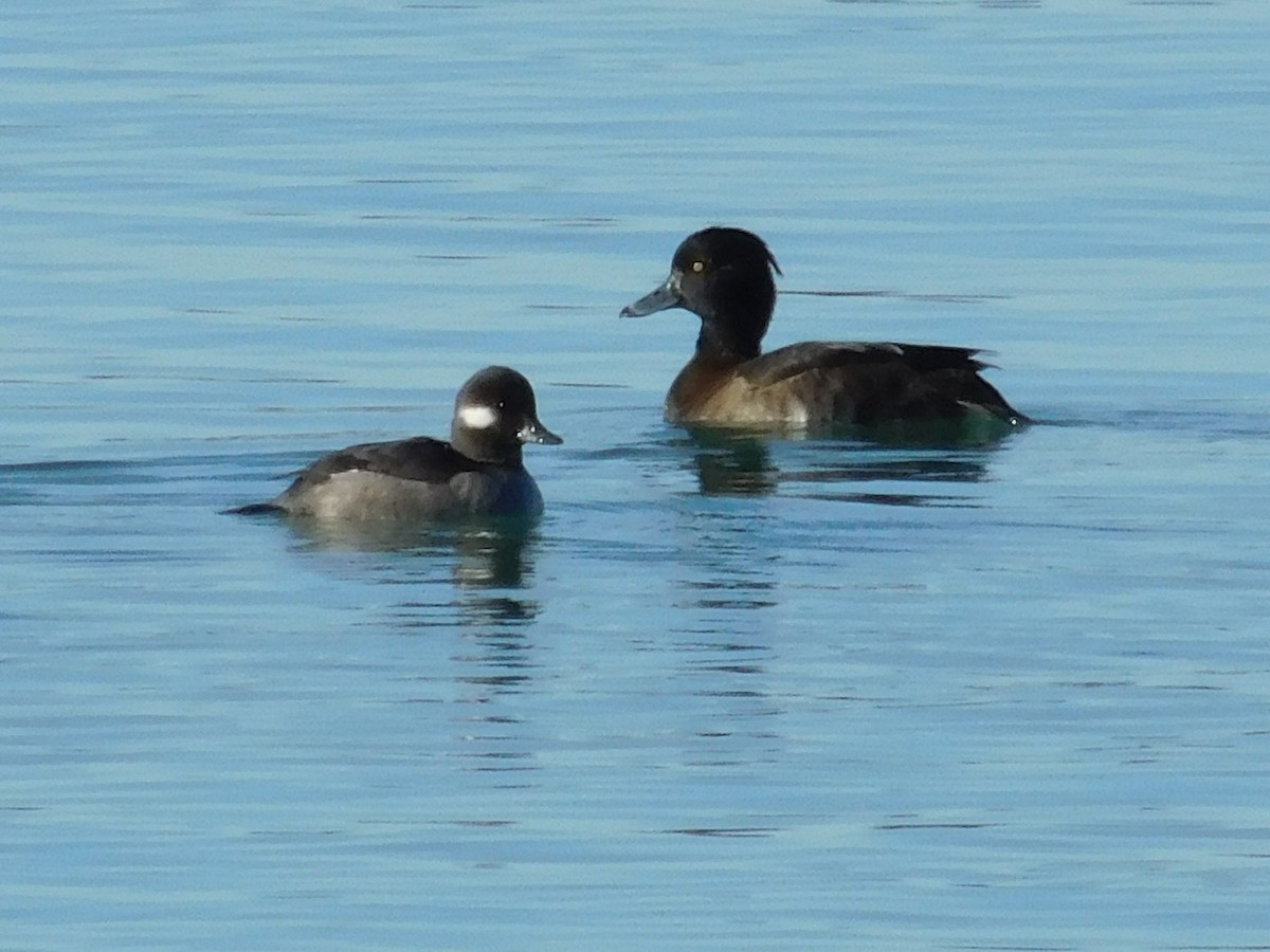 Tufted Duck - Thomas Mudd