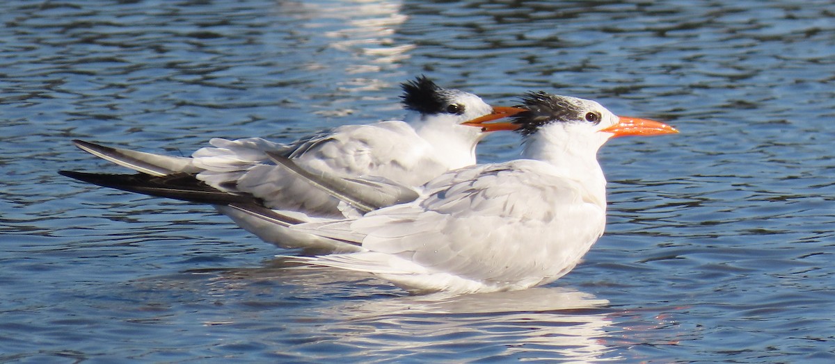 Royal Tern - Jeri Edwards