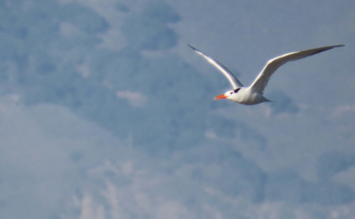 Royal Tern - Jeri Edwards