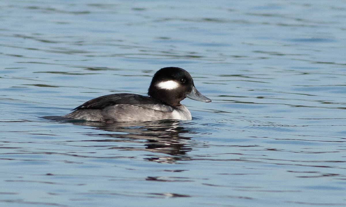 Bufflehead - ML188341831