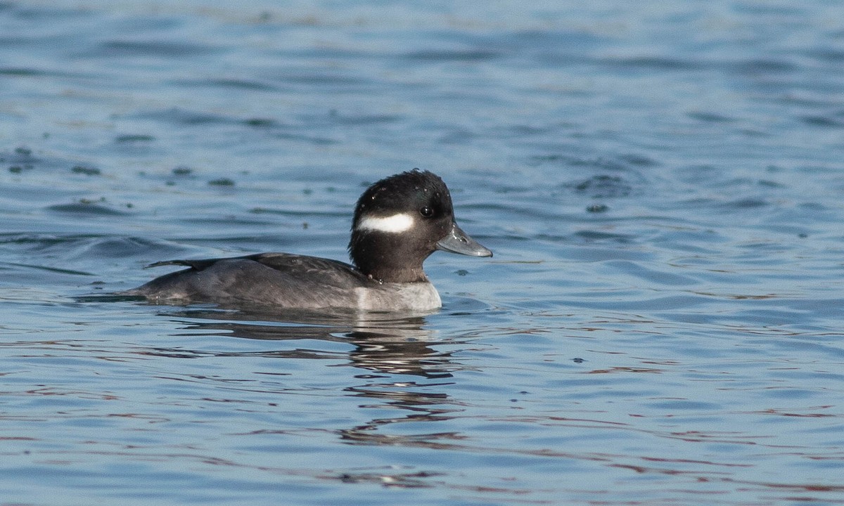 Bufflehead - ML188341851