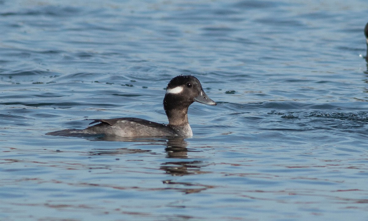 Bufflehead - ML188341861