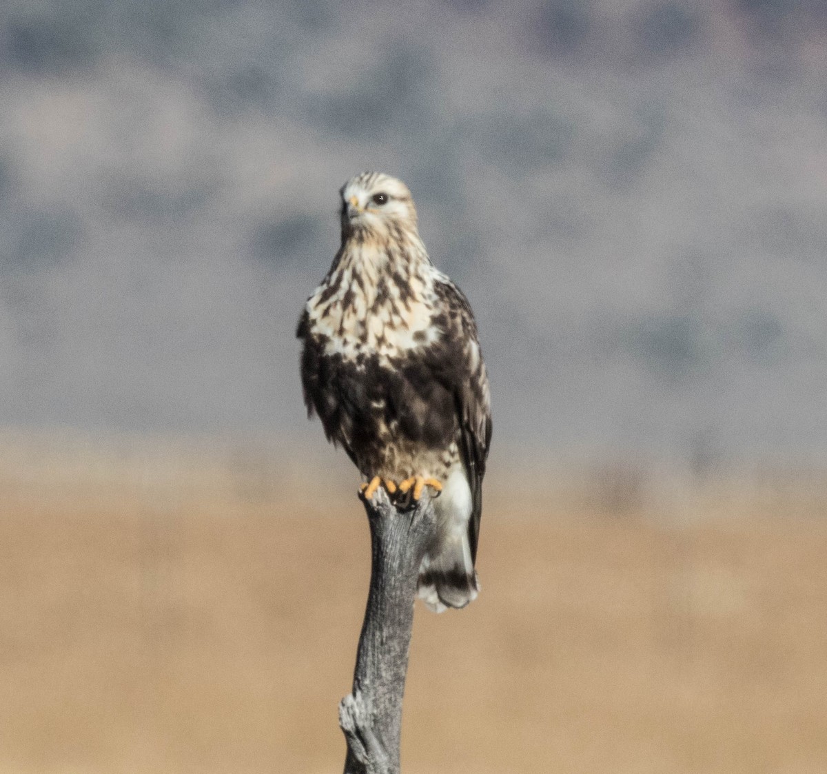 Rough-legged Hawk - ML188342171