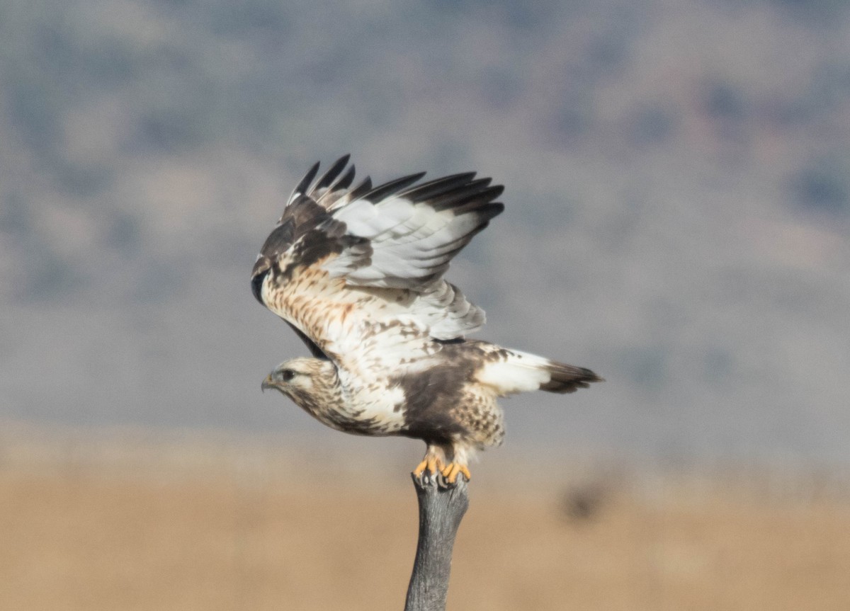 Rough-legged Hawk - ML188342201