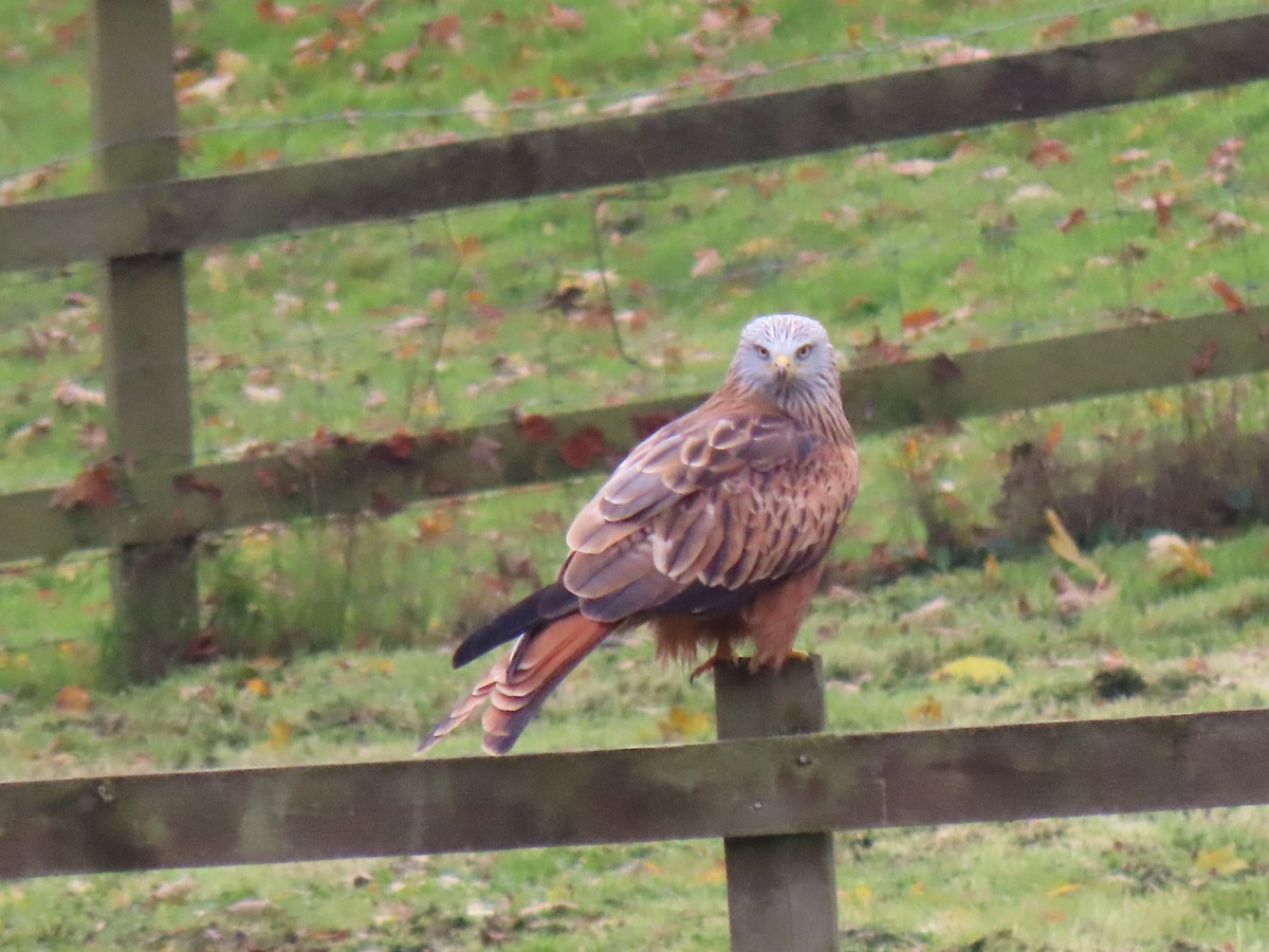 Red Kite - ML188343591