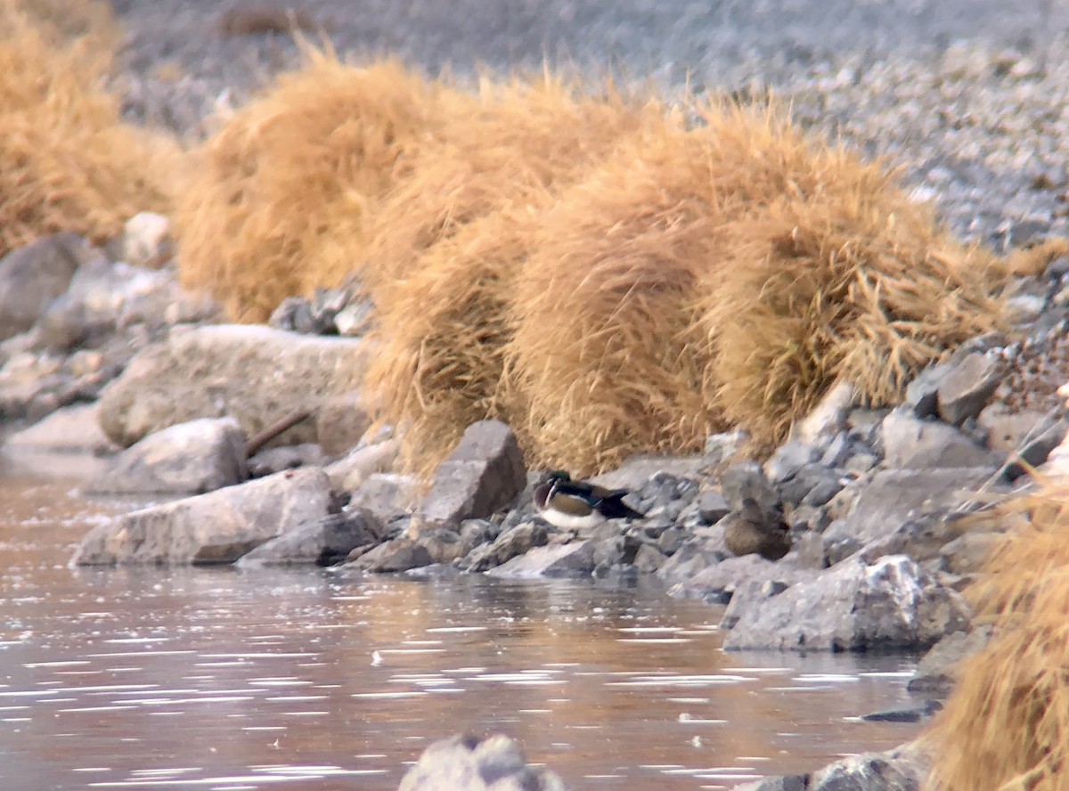 Wood Duck - ML188344191