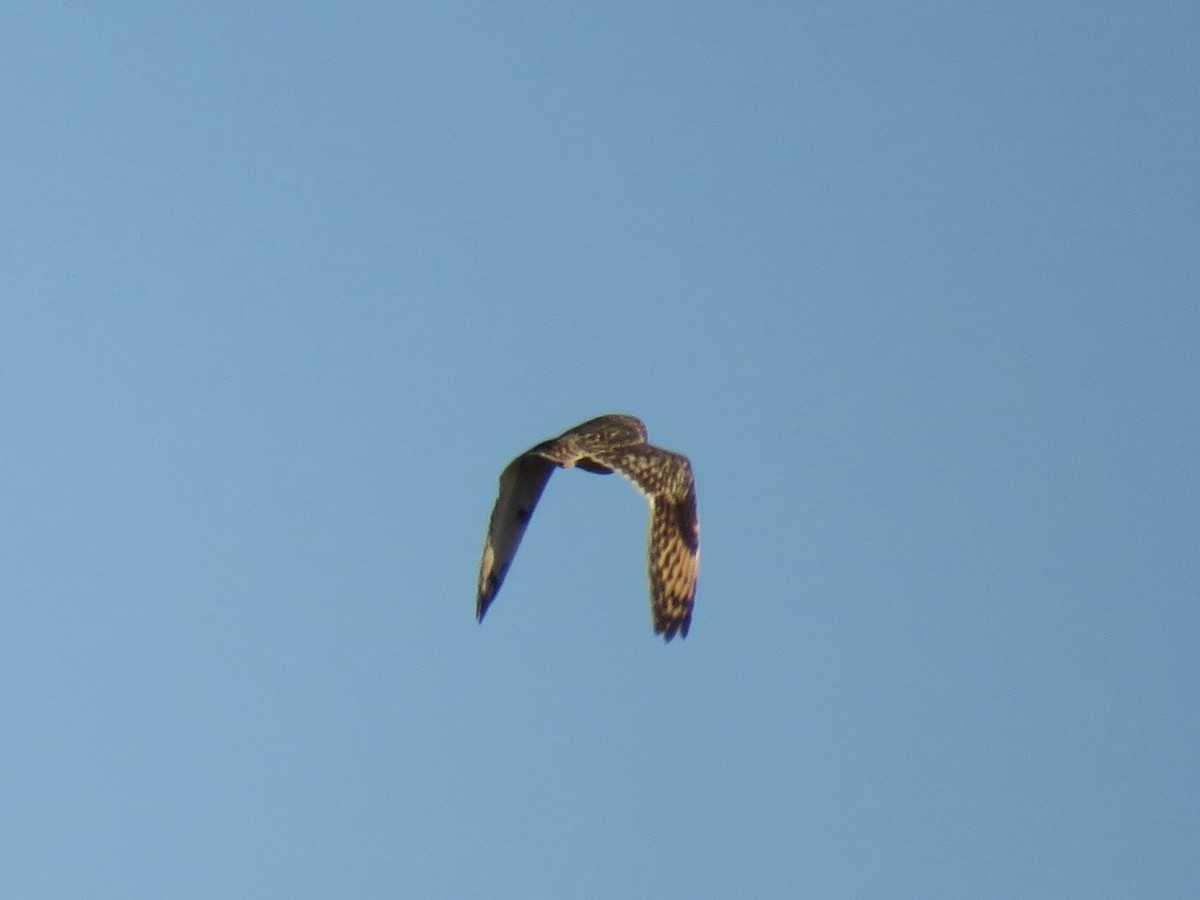 Short-eared Owl - ML188344401