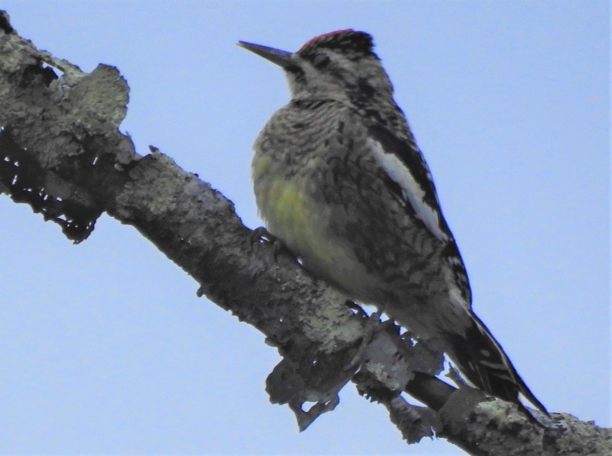 Yellow-bellied Sapsucker - ML188345051