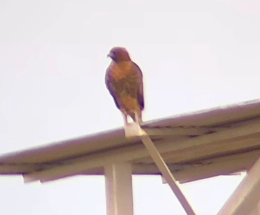 Red-tailed Hawk - ML188345161