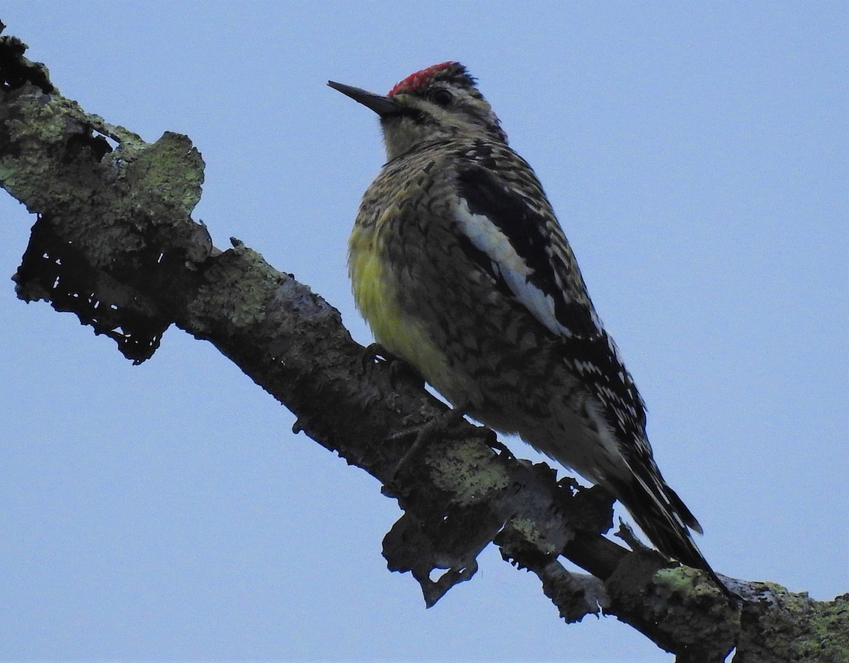 Yellow-bellied Sapsucker - ML188345311