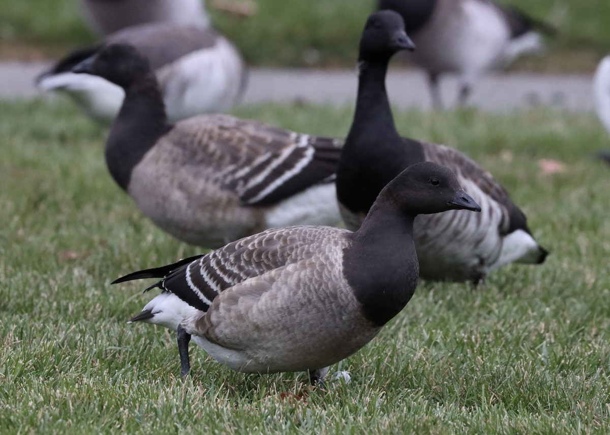 Barnacla Carinegra (hrota) - ML188347151