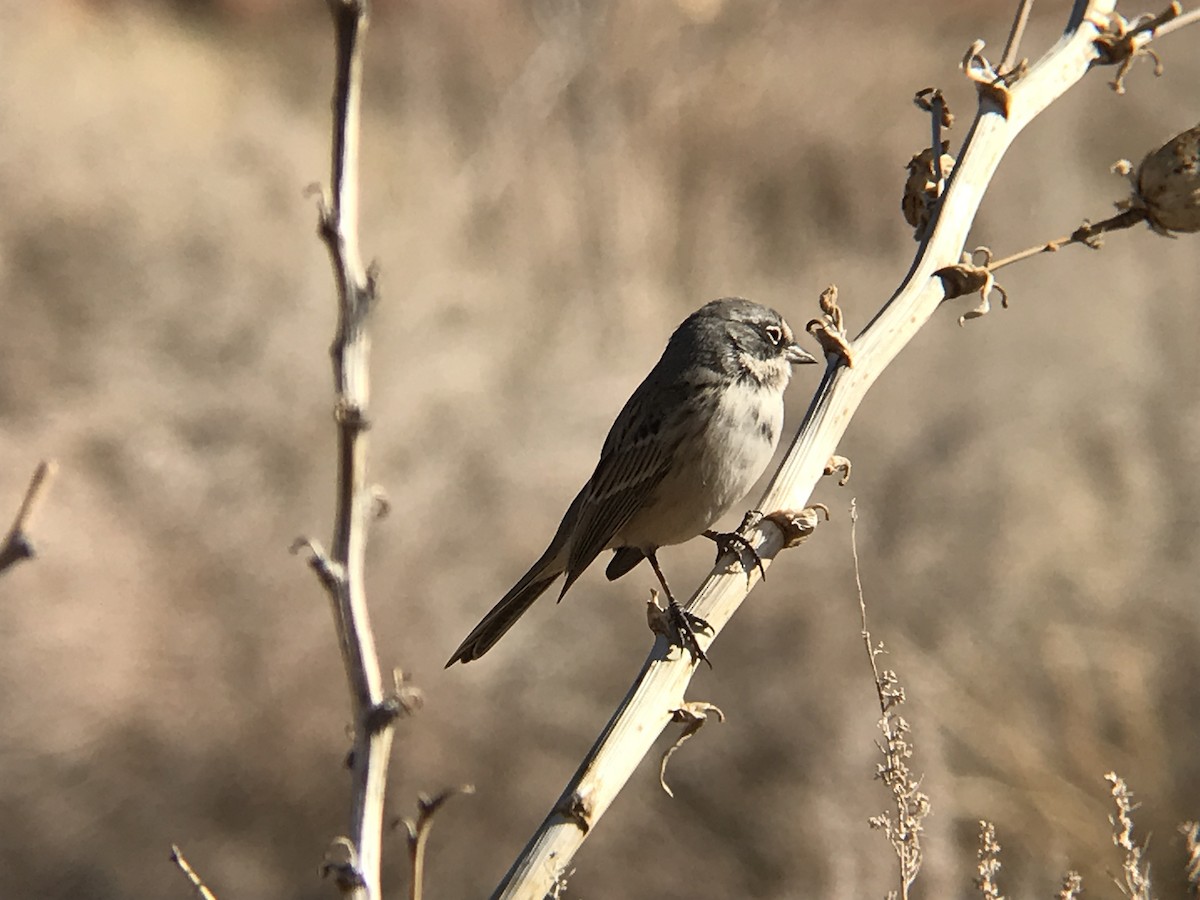 Sagebrush Sparrow - ML188348811