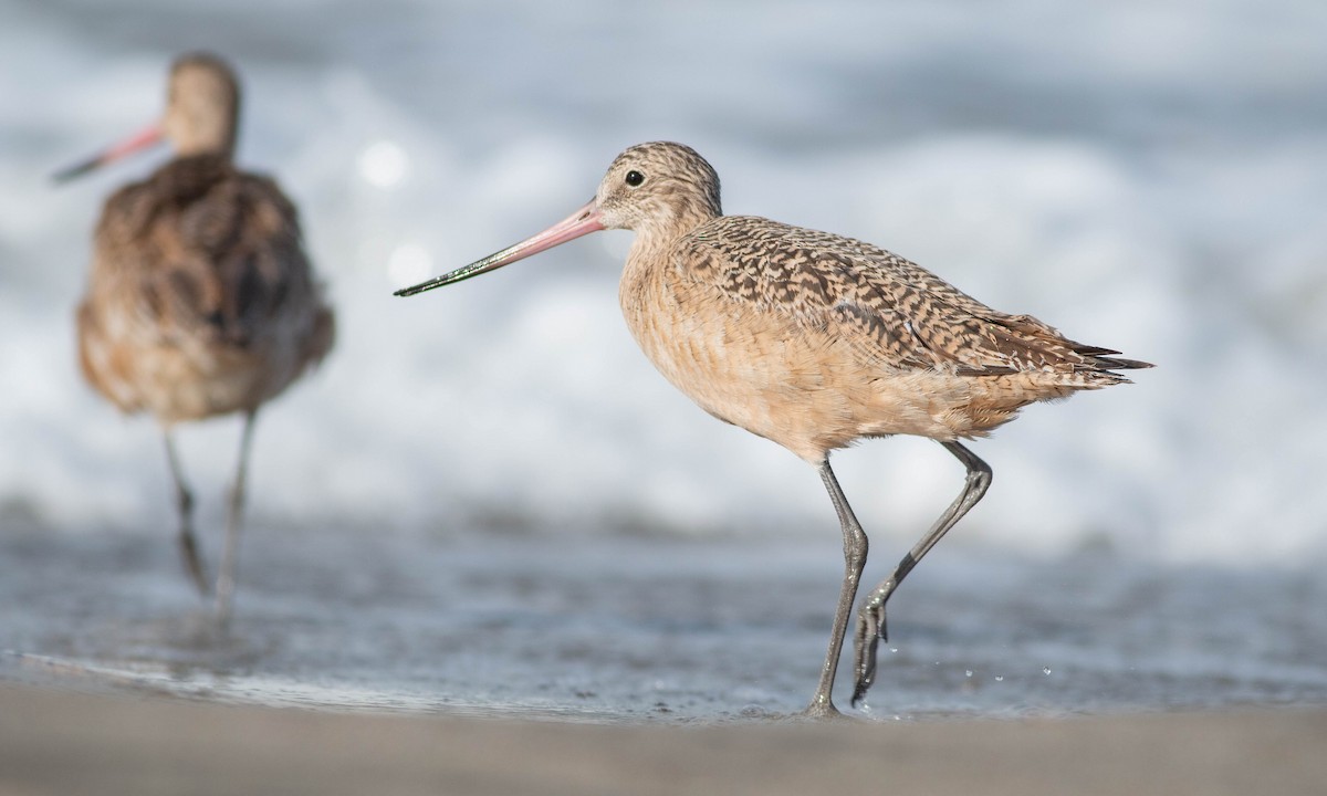 Marbled Godwit - ML188351261