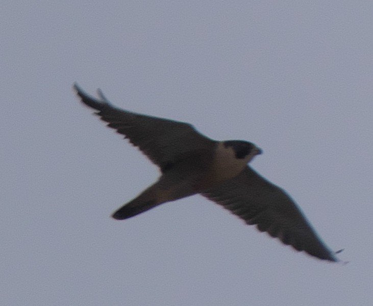 Peregrine Falcon - ML188351851