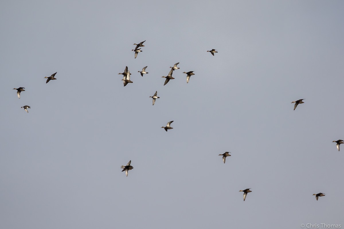 American Black Duck - ML188351961