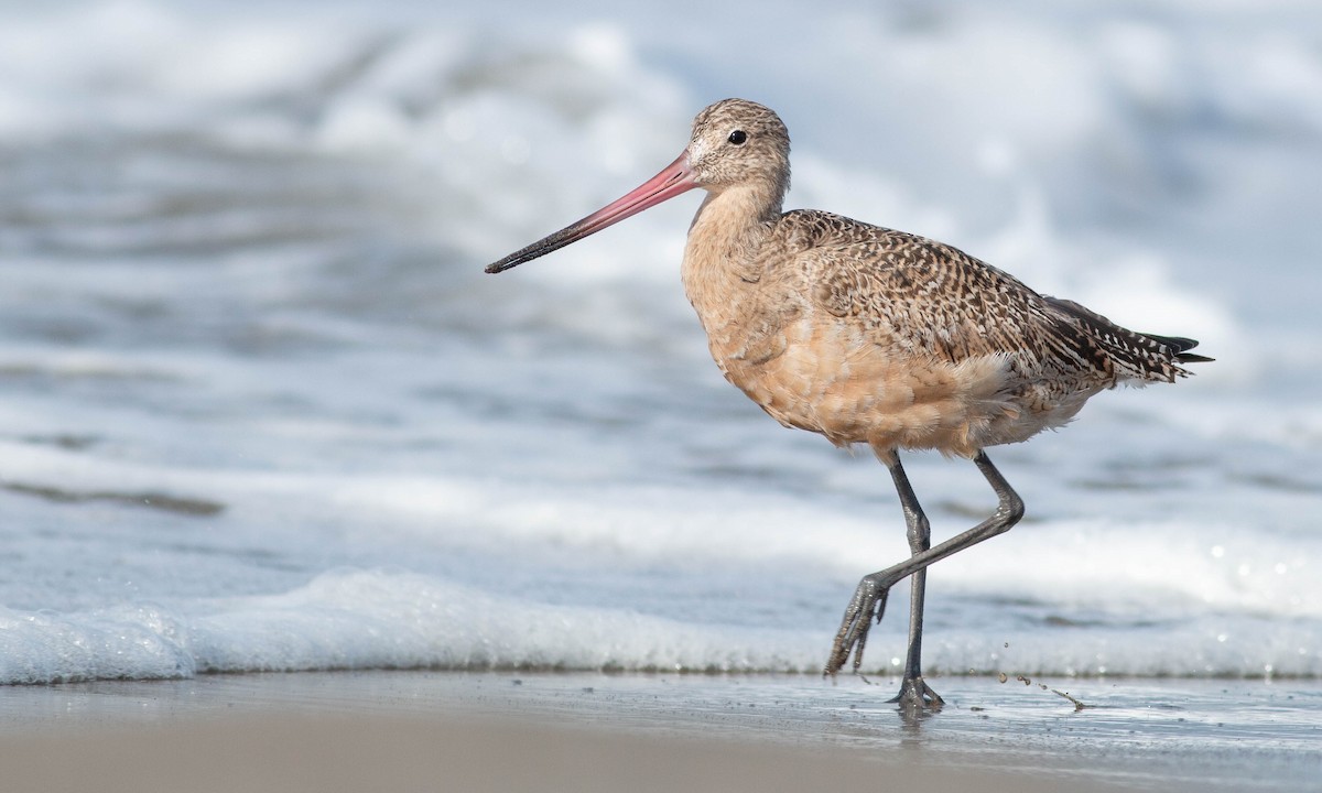 Marbled Godwit - ML188353581