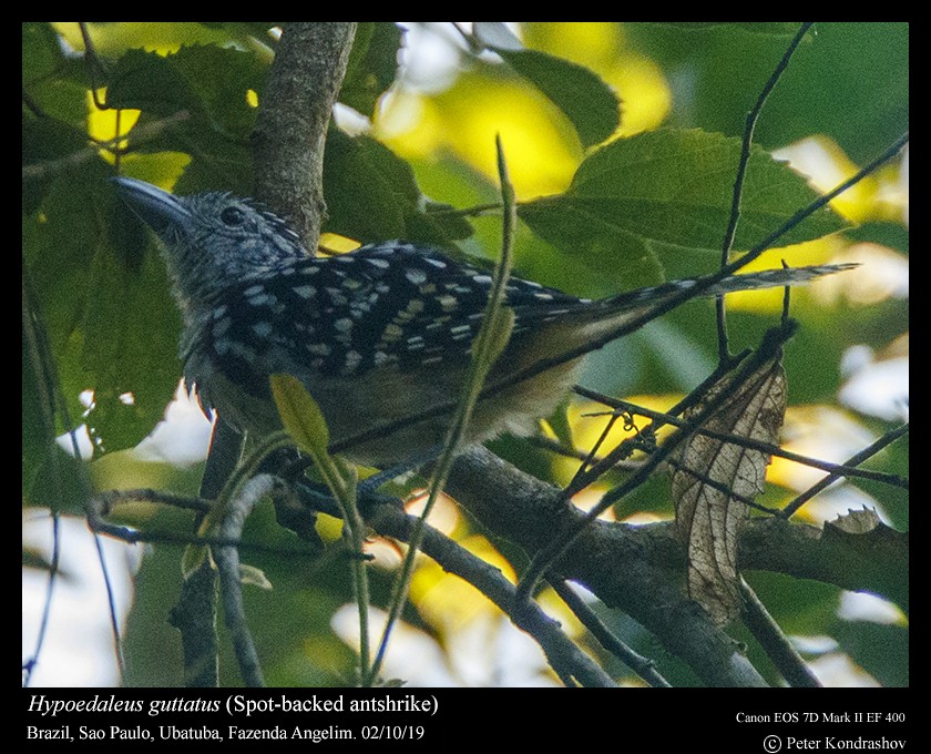 Spot-backed Antshrike - ML188355281