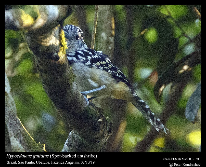 Spot-backed Antshrike - ML188355301