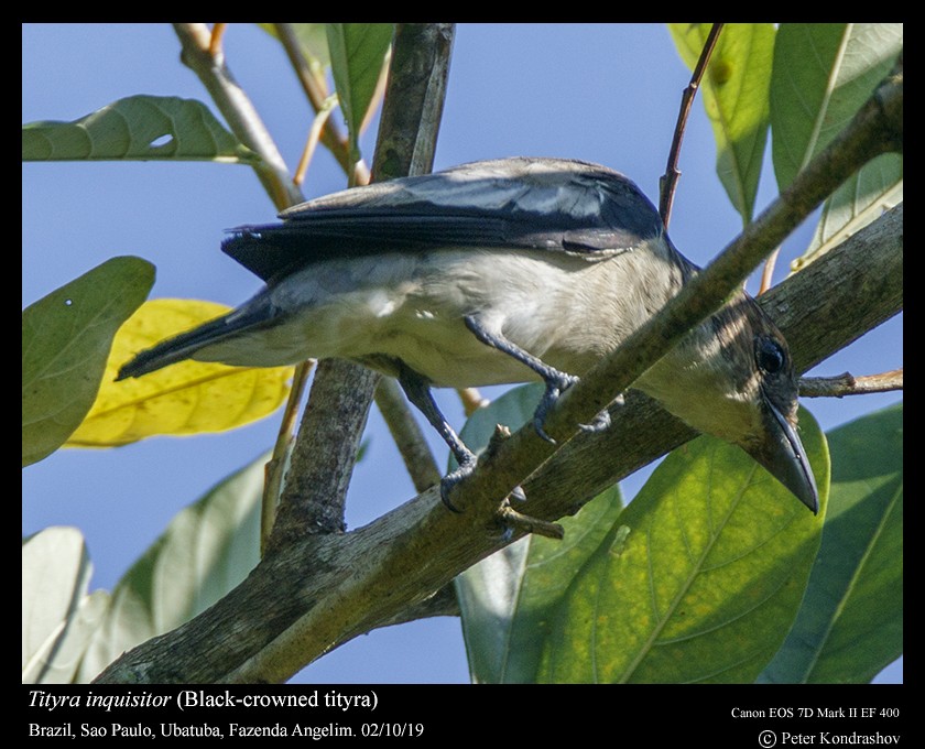 Black-crowned Tityra - ML188355961