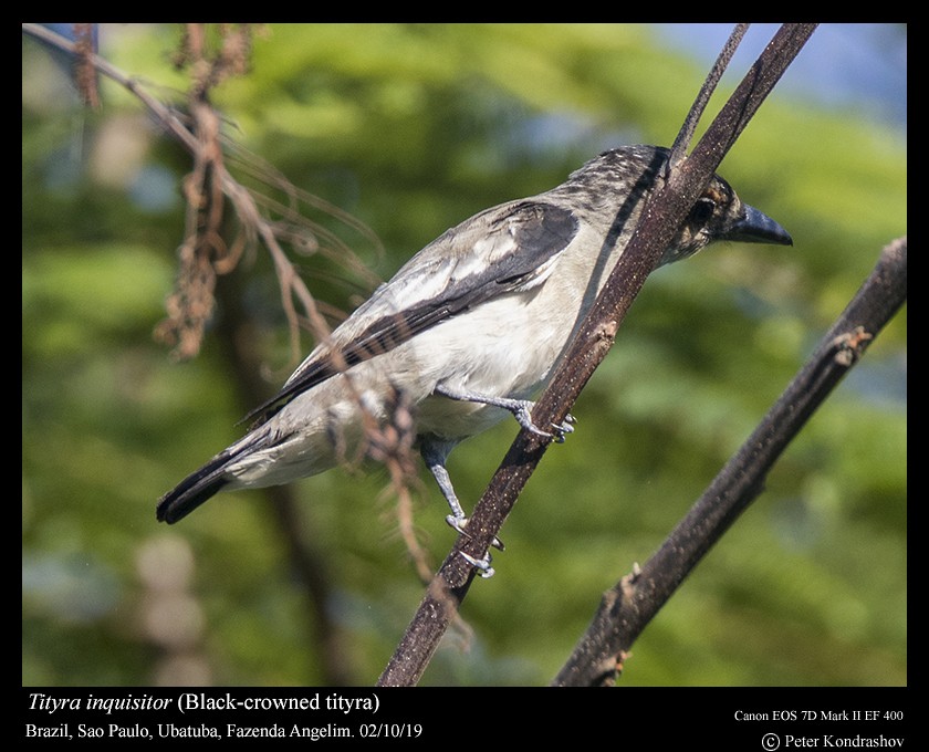 Black-crowned Tityra - ML188355981