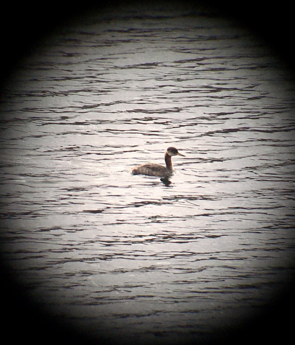 Red-necked Grebe - ML188357931