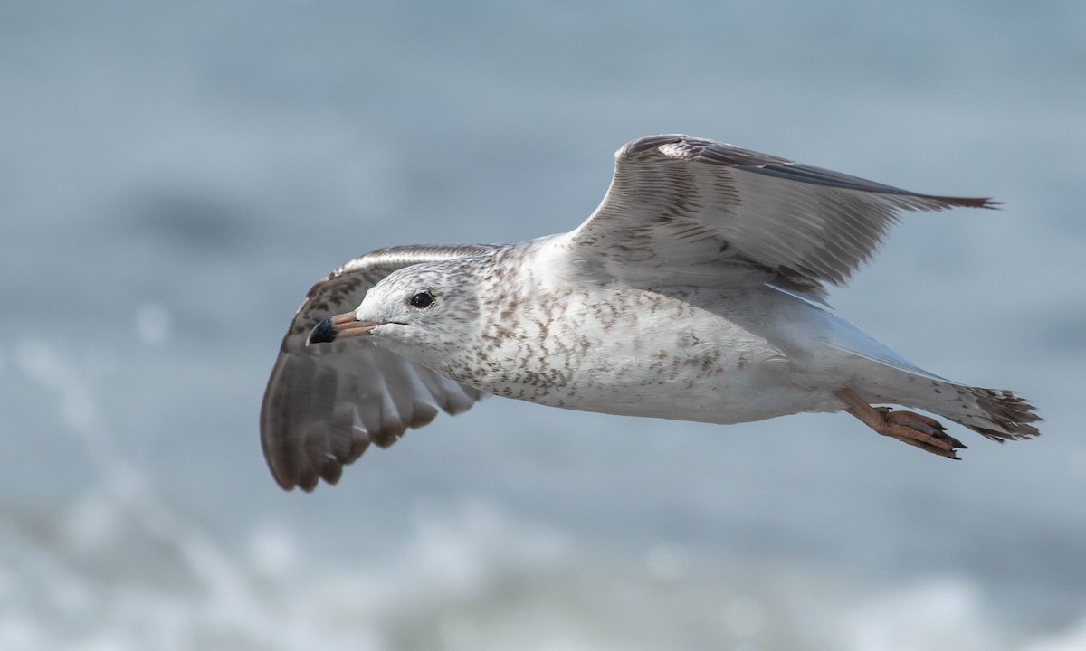 Ring-billed Gull - ML188358371