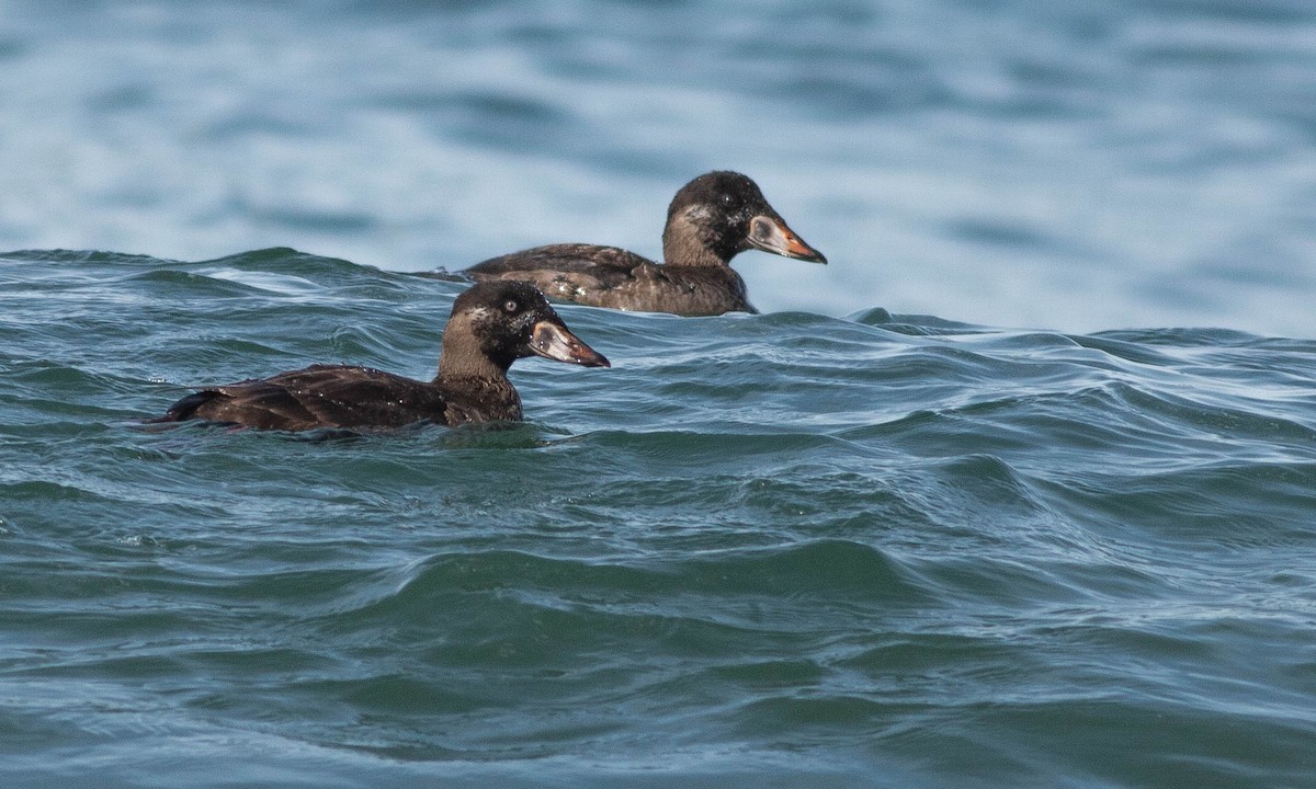 Surf Scoter - Paul Fenwick