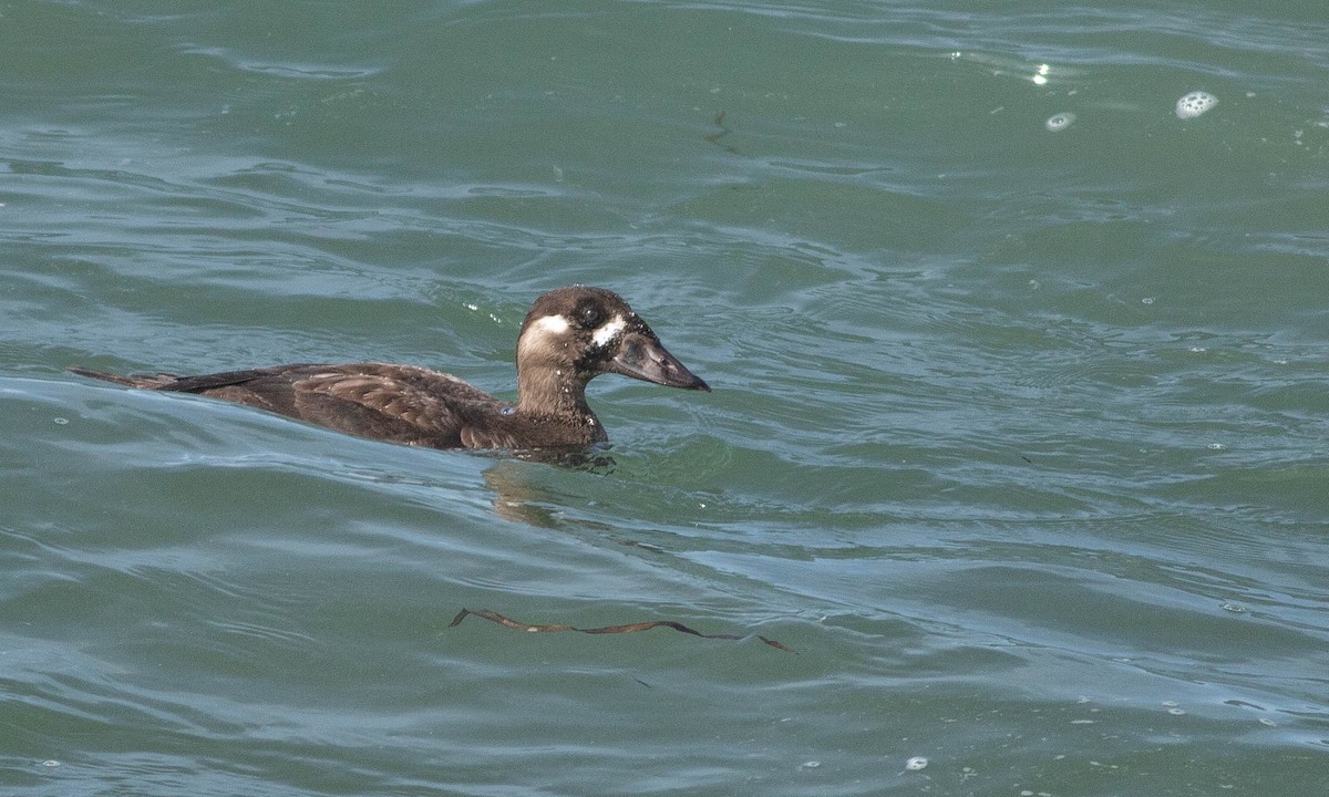 Surf Scoter - Paul Fenwick