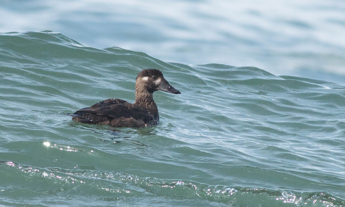 Surf Scoter - Paul Fenwick