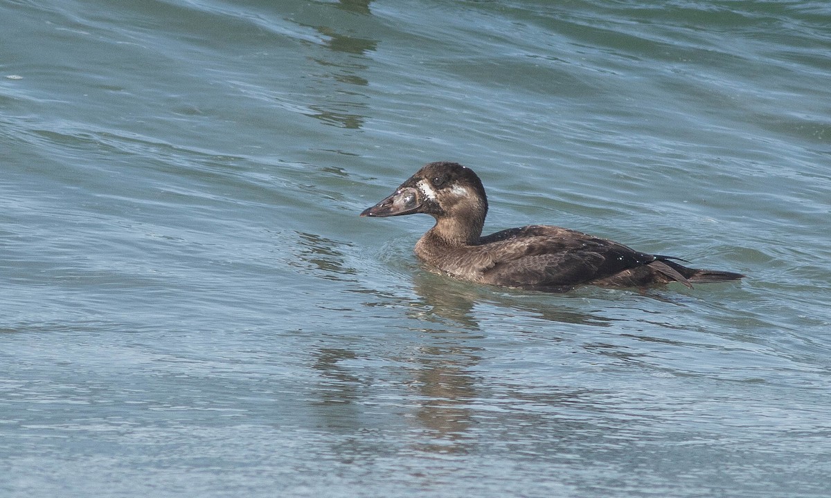 Surf Scoter - Paul Fenwick