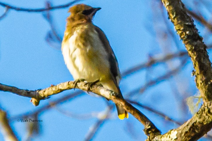 Cedar Waxwing - ML188359161