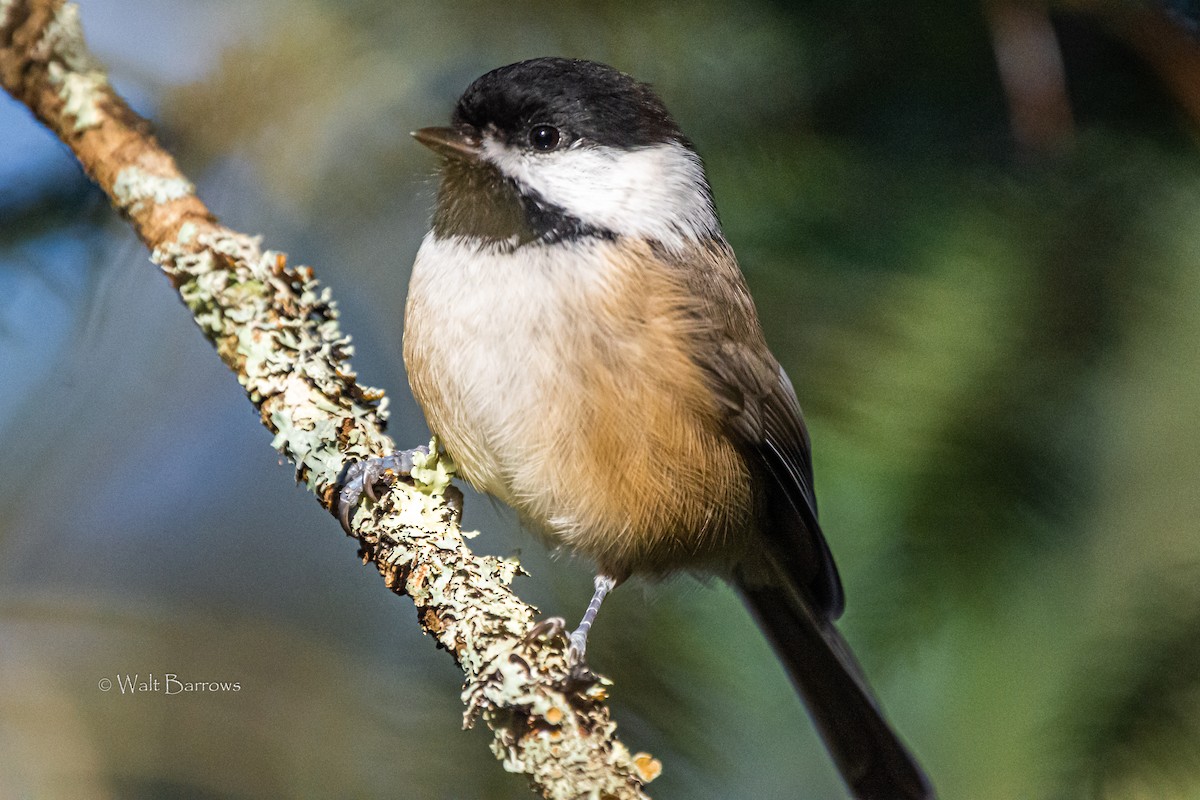Black-capped Chickadee - ML188359431