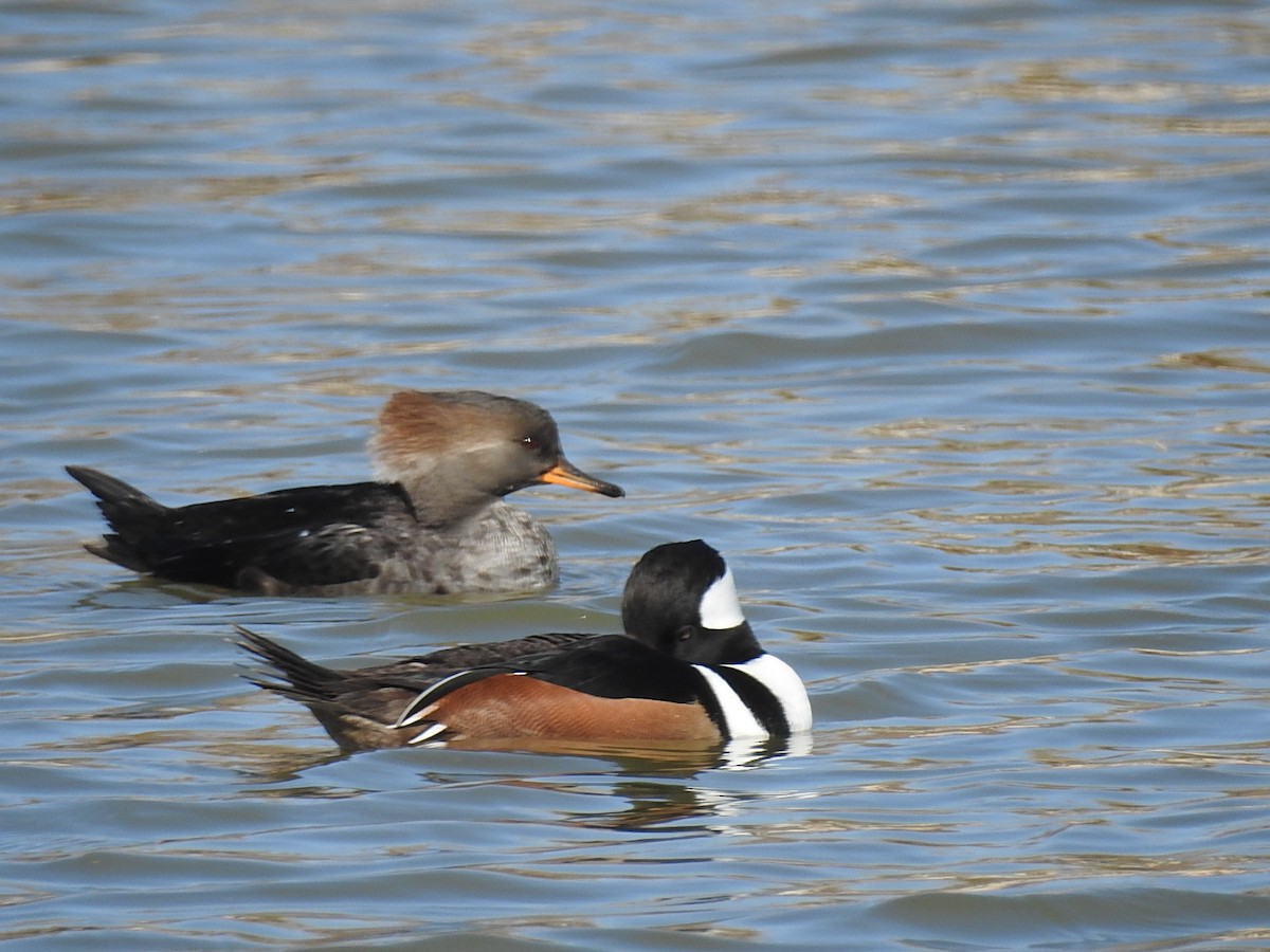 Hooded Merganser - ML188360641