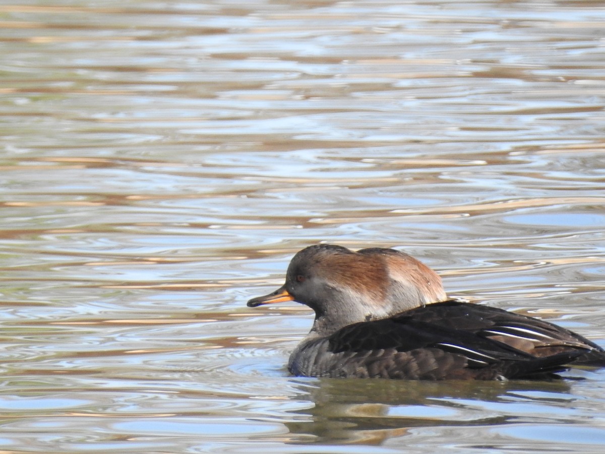 Hooded Merganser - ML188360741