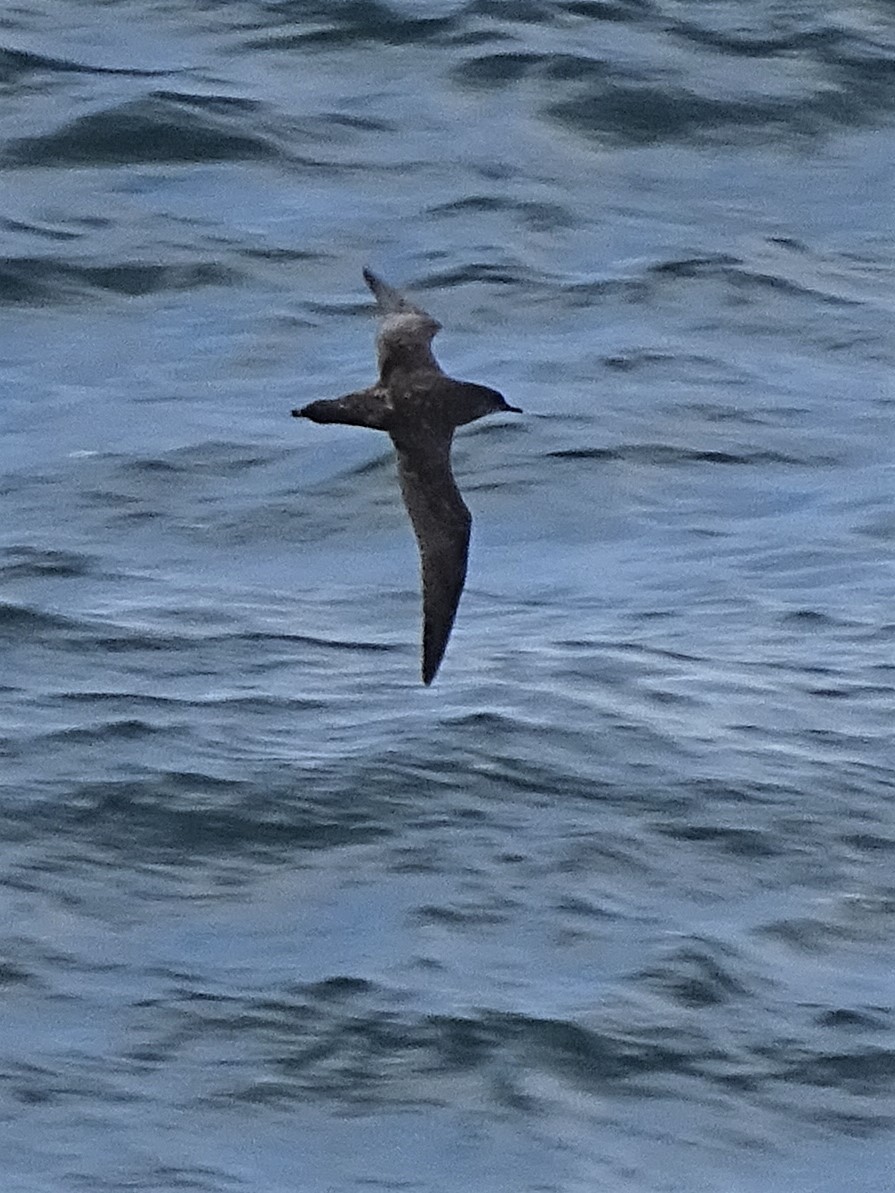 Short-tailed Shearwater - ML188360771