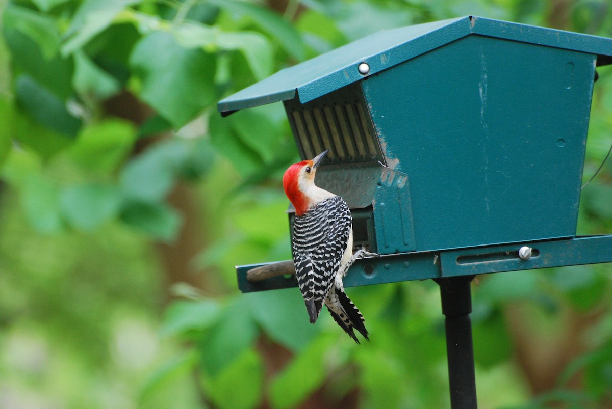 Red-bellied Woodpecker - ML188361371