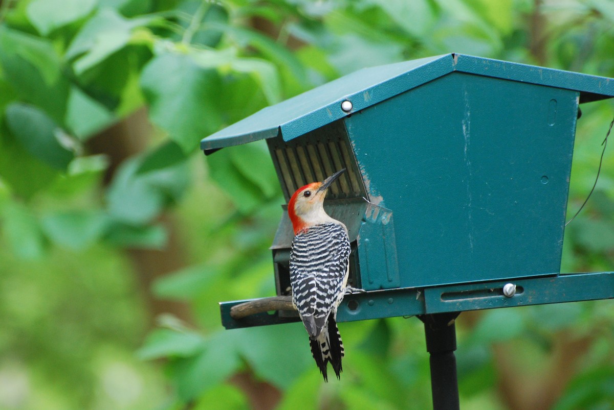 Red-bellied Woodpecker - ML188361441