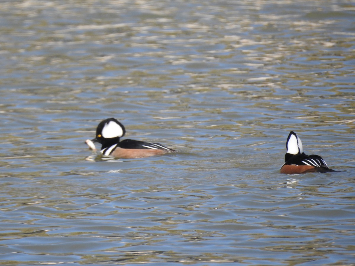 Hooded Merganser - ML188362531