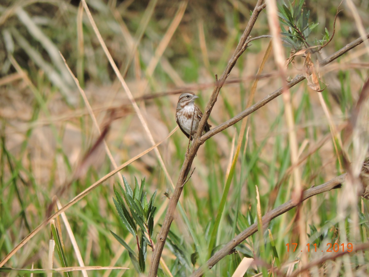 Song Sparrow - Alexsandre Gutiérrez