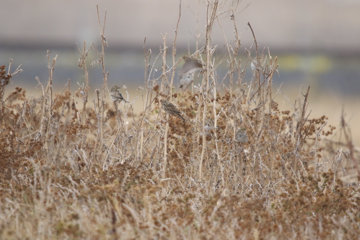 Savannah Sparrow - Ryan Phillips