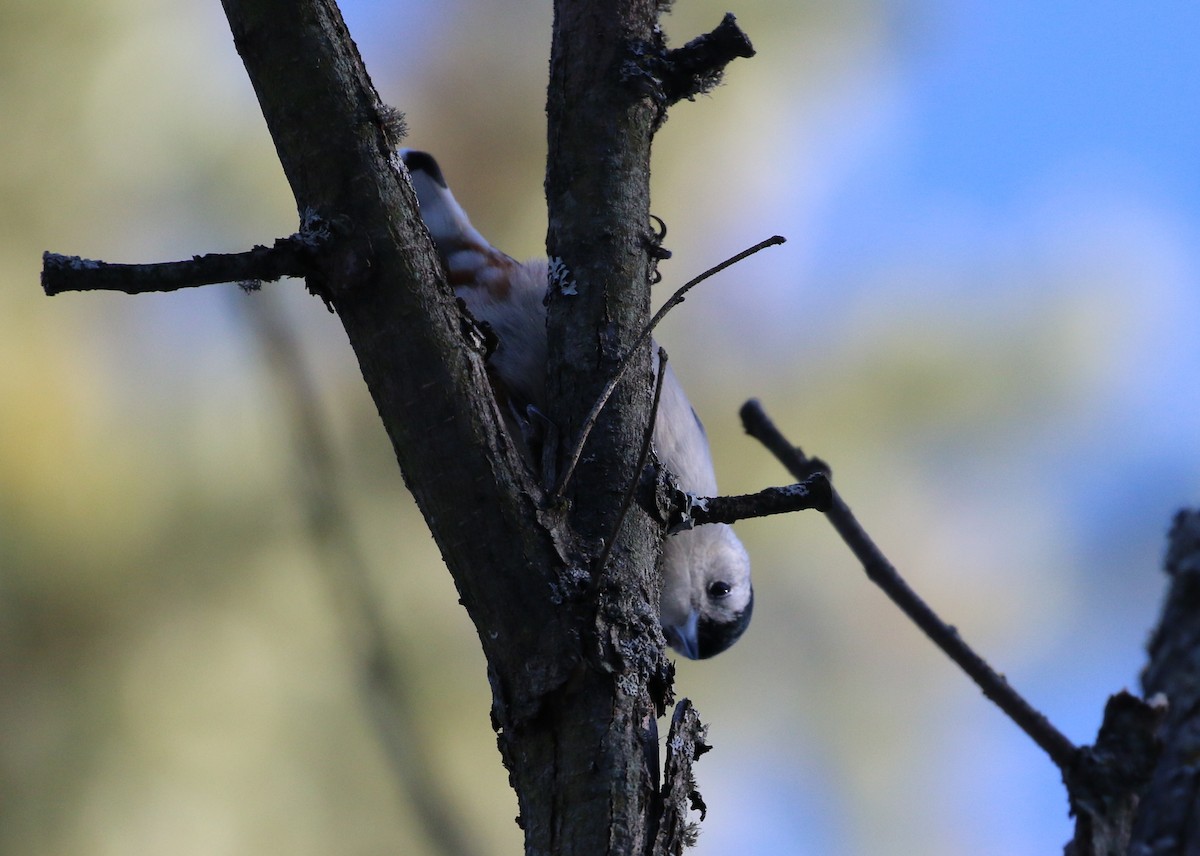 White-breasted Nuthatch - Catherine Jarjour