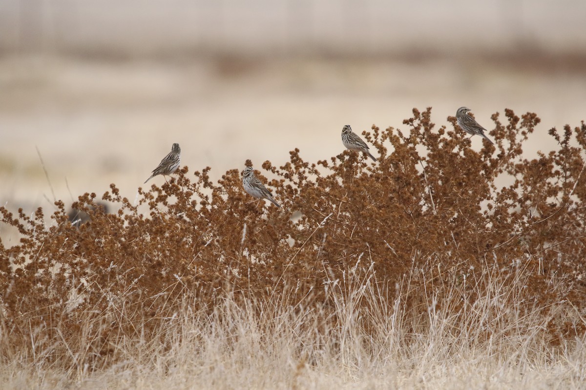 Savannah Sparrow - Ryan Phillips