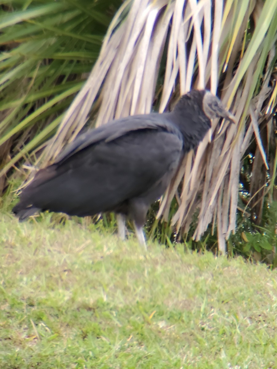 Black Vulture - ML188368411