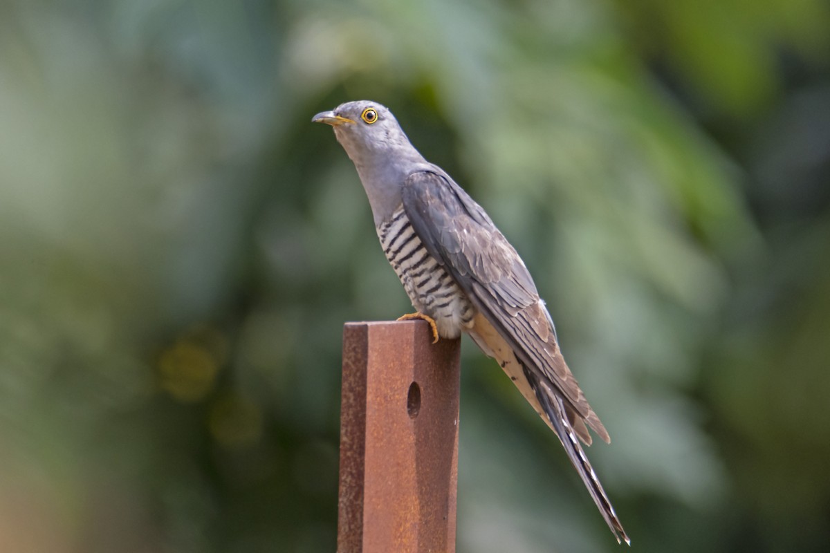 Oriental Cuckoo - Andreas Heikaus