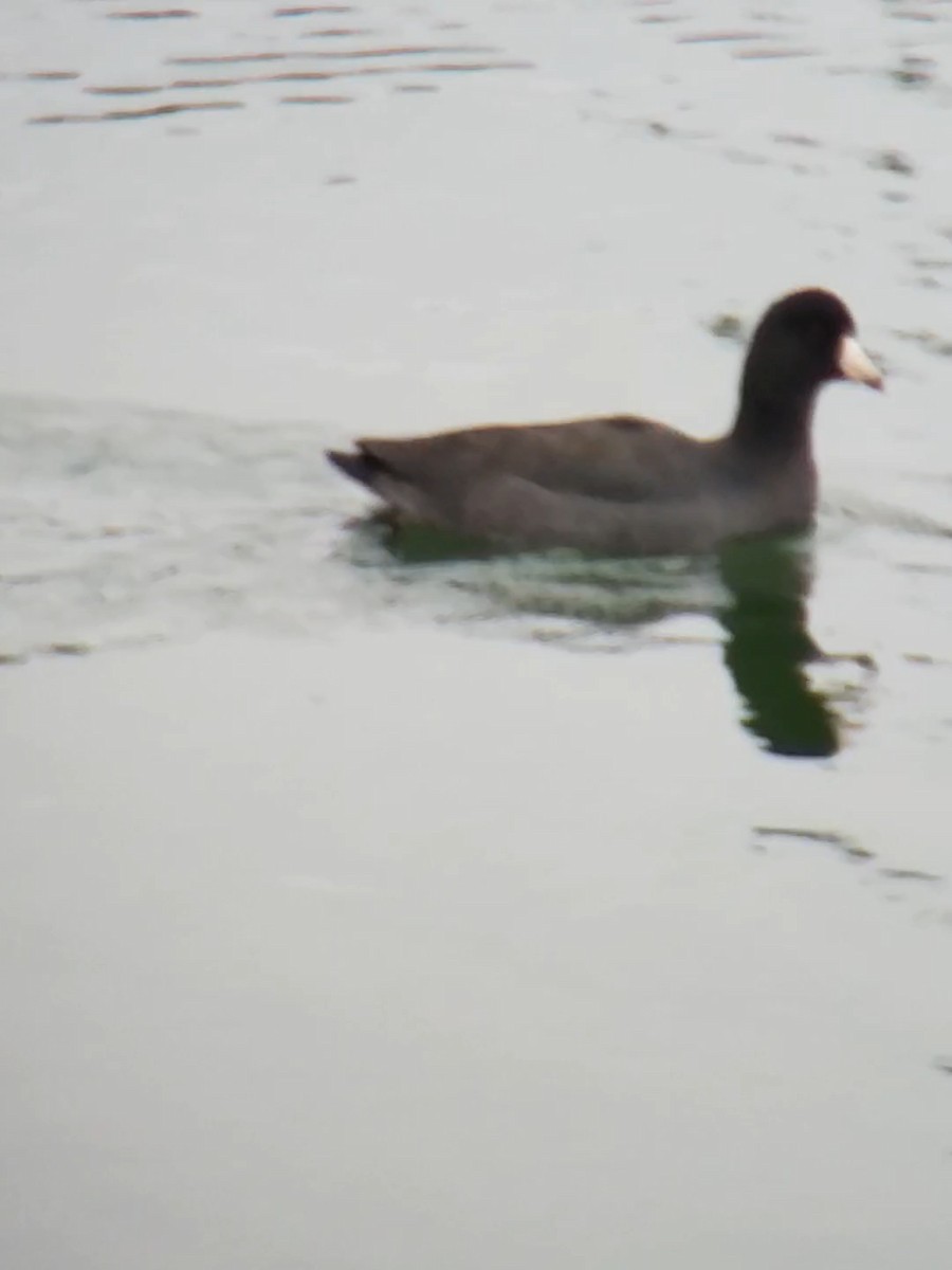 American Coot - Jane Spinney