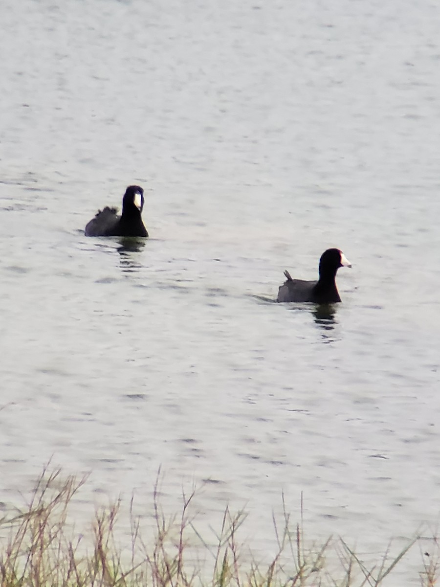 American Coot - Jane Spinney